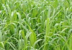 高丹草如何養(yǎng)殖，種植方法是什么？