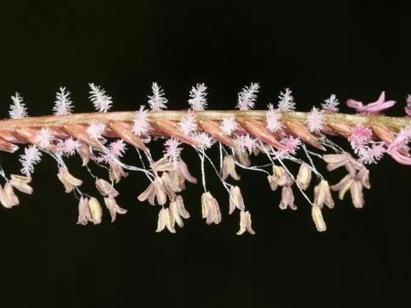 狗牙根品種基本介紹，種植效果