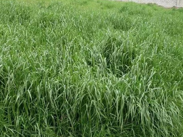紅三葉種子種植方法？批發(fā)價(jià)格多少錢一斤？