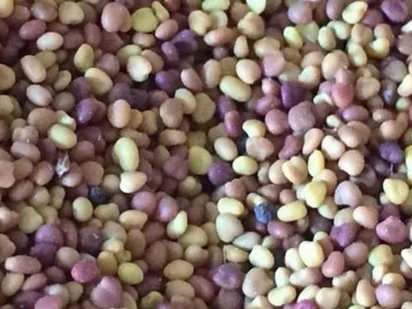 白三葉在北方最佳種植時間是什么時候？