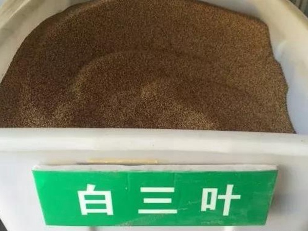 白三葉在北方最佳種植時間是什么時候？