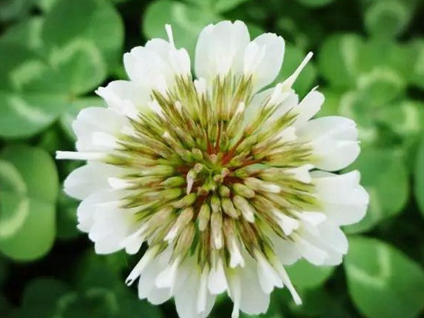白三葉種植技術(shù)和方法，報價哪家靠譜