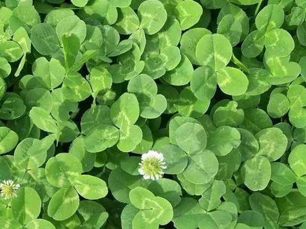 白三葉種植技術(shù)和方法，報價哪家靠譜