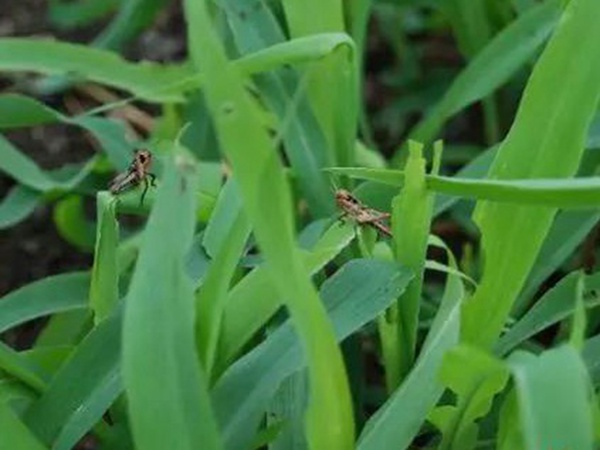 墨西哥玉米草如何種植，種植方法是什么