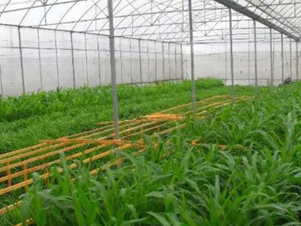 墨西哥玉米草如何種植，種植方法是什么