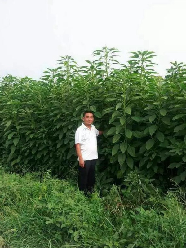 籽粒莧是一種什么植物，又什么作用