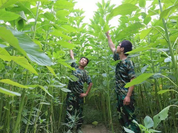 籽粒莧是一種什么植物，又什么作用