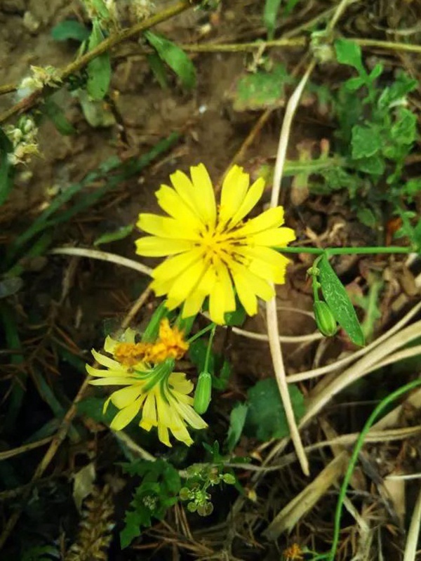 苦荬菜簡單介紹與營養(yǎng)價(jià)值