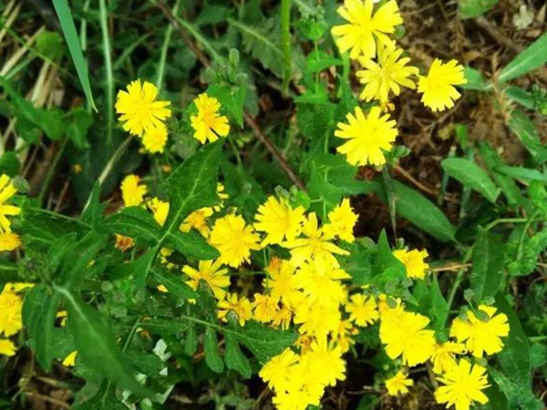苦荬菜簡單介紹與營養(yǎng)價(jià)值
