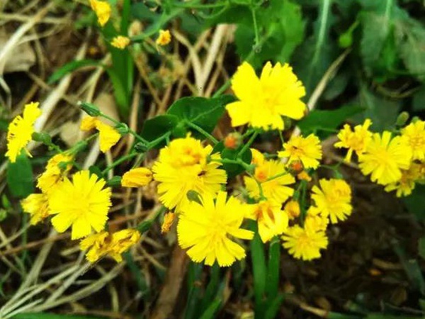 苦荬菜簡單介紹與營養(yǎng)價(jià)值