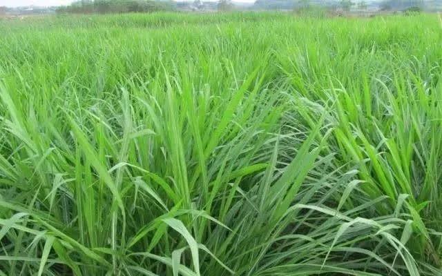 種植皇竹草養(yǎng)牛，需要了解一些什么