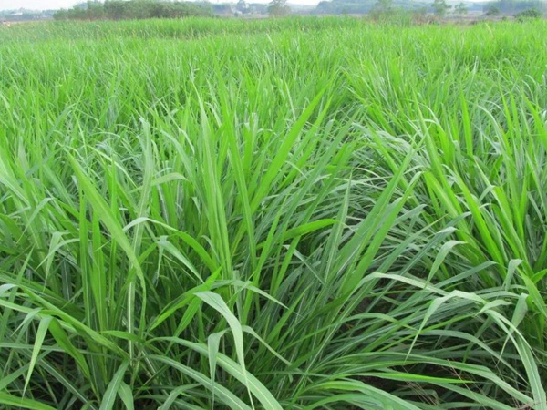 種植皇竹草牧草養(yǎng)牛，一畝地牧草可以養(yǎng)殖多少牛？