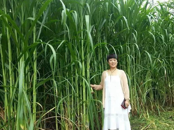 種植皇竹草牧草養(yǎng)牛，一畝地牧草可以養(yǎng)殖多少牛？