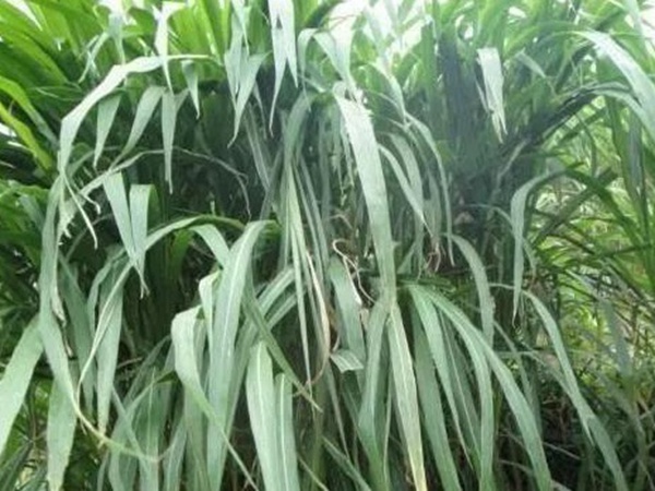 皇竹草種植經(jīng)濟(jì)效益是什么？有什么作用？