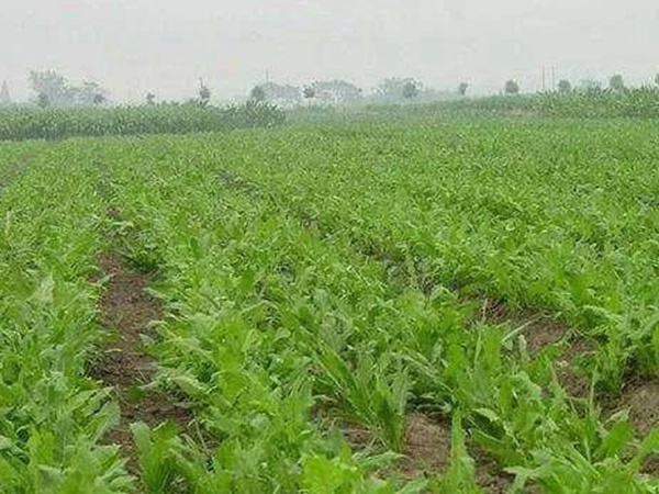 串葉松香草人工種植的時(shí)候怎么樣能高產(chǎn)？