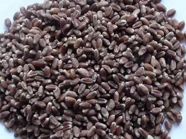 黑小麥牧草種子的經(jīng)濟(jì)價值與作用