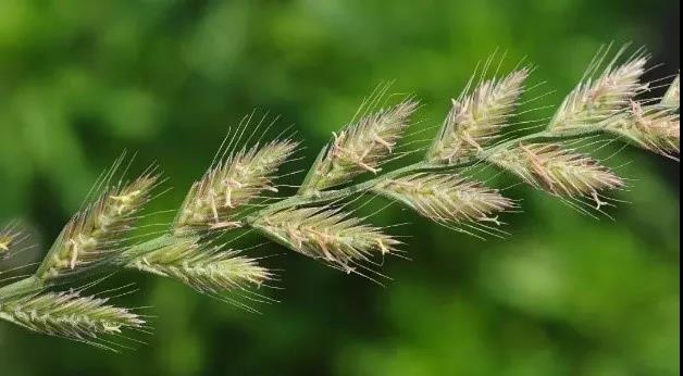 一年生黑麥草基本介紹，和多年生黑麥草有什么區(qū)別