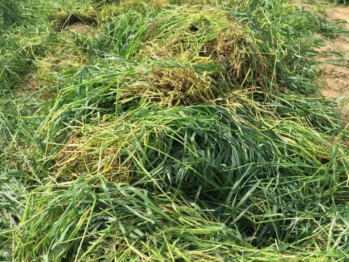綠肥-黑麥草牧草種子【一年生黑麥草、冬牧-70】