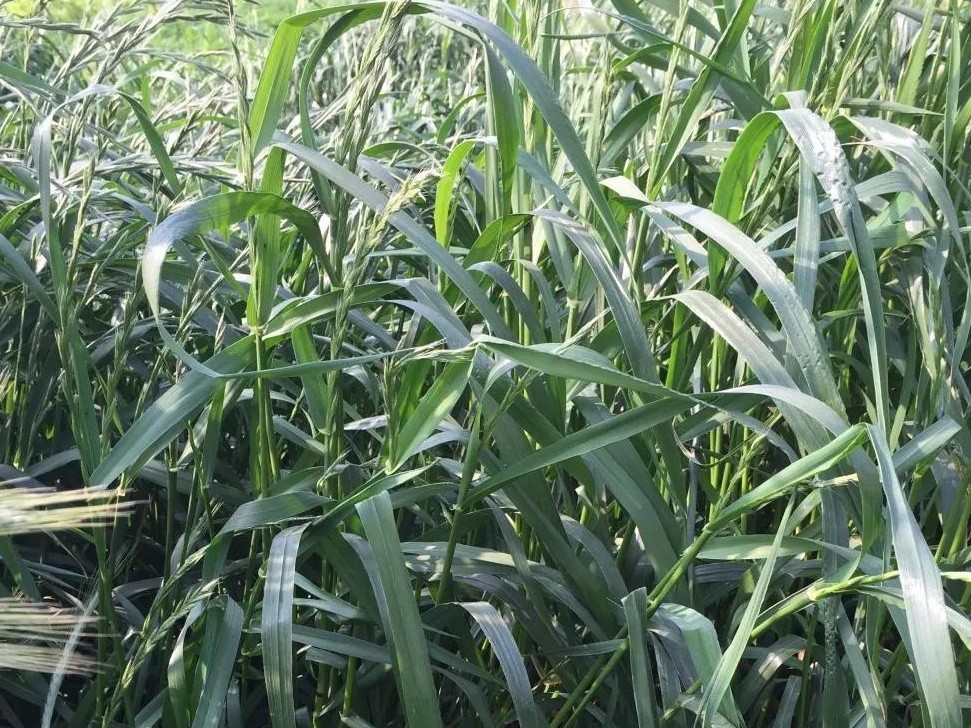 綠肥-黑麥草牧草種子【一年生黑麥草、冬牧-70】