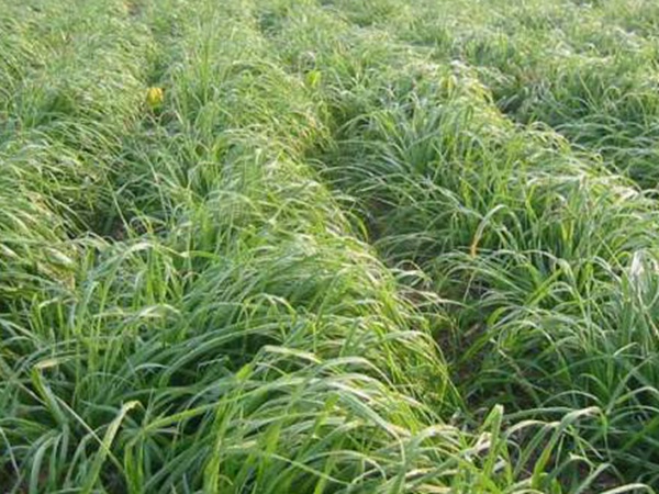 一年生黑麥草牧草種子適應(yīng)性強(qiáng)，易種植、產(chǎn)量高