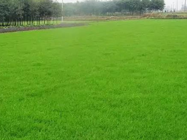 黑麥草應(yīng)該怎么樣補播比較好？