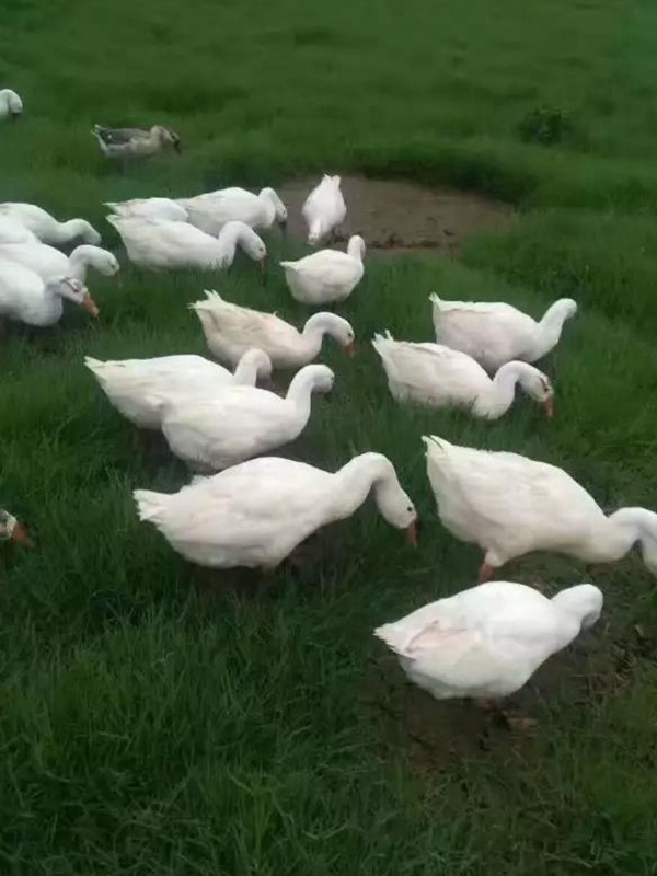 黑麥草什么時候種植比較好？如何種植黑麥草？