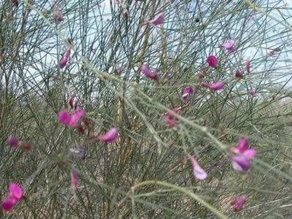 常見植物花棒——耐旱、喜光樹種
