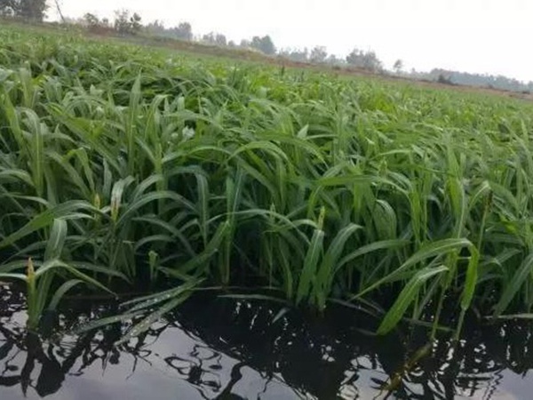 小米草怎么樣才能提高小龍蝦養(yǎng)殖效益？小米草種植怎么管理比較合適？