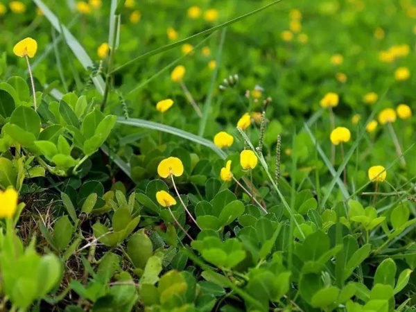 如何草坪除草，一定要用“草坪專用除草劑”？