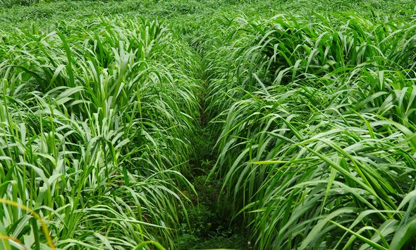 養(yǎng)牛最適合種植什么牧草比較好？種植方法是什么？