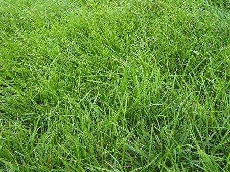 冷季型草坪種子紫羊茅種植起來居然會(huì)這么簡(jiǎn)單