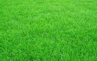 黑麥草的用途有什么？黑麥草種子用途有多少？