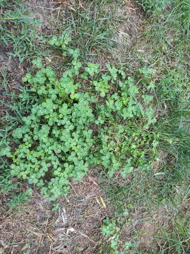 怎么樣防除草坪中白花三葉草，有什么好的方法