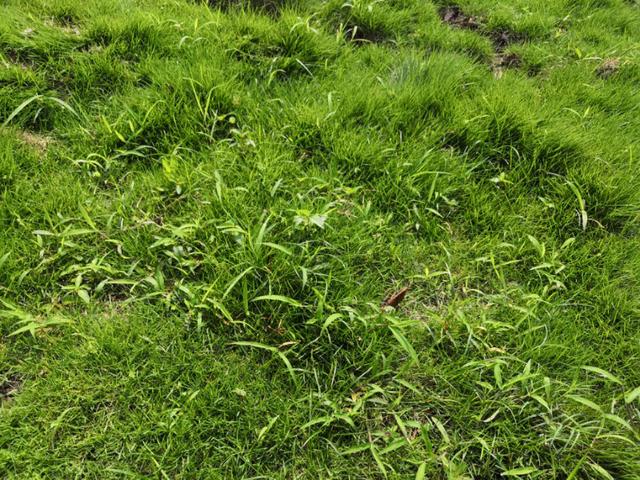結(jié)縷草草坪雜草種植應(yīng)該注意什么，有哪些好的方法