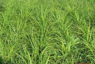 野牛草種植這幾個(gè)步驟一定要掌握好，種植就比較簡單