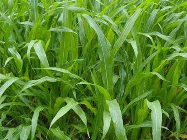 墨西哥玉米草種子哪家公司有賣？育苗方法是什么？
