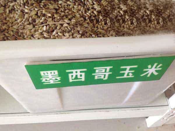 墨西哥玉米草種子種植技術(shù)，掌握好才能順利養(yǎng)殖
