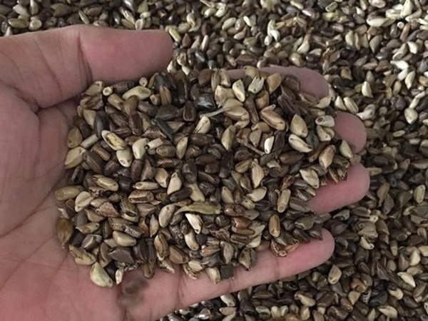 種植墨西哥玉米有這幾個(gè)要點(diǎn)，掌握好這幾個(gè)要點(diǎn)獲得高產(chǎn)量