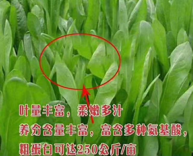 牧草菊苣是多年生嗎？種植方法是什么？