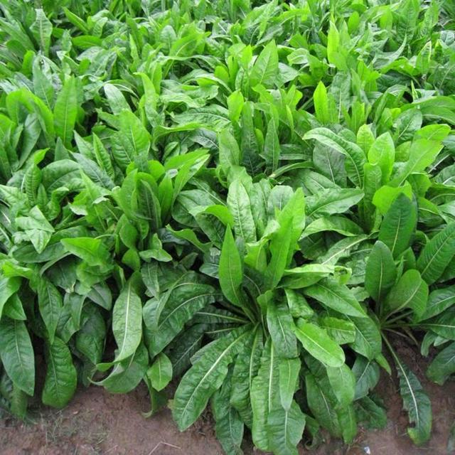 菊苣草可以養(yǎng)殖雞鴨鵝豬魚，是多年生的嗎