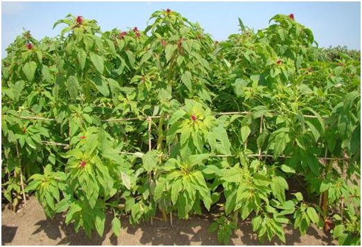 優(yōu)質牧草——籽粒莧栽培管理技術與播種方法