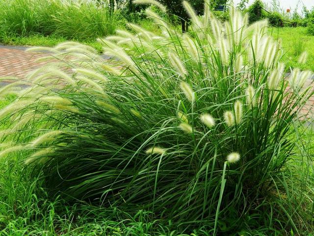 狼尾草種植技術(shù)是什么，有什么需要注意的