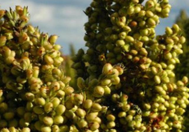 甜高梁種植技巧是什么，如何產(chǎn)量高