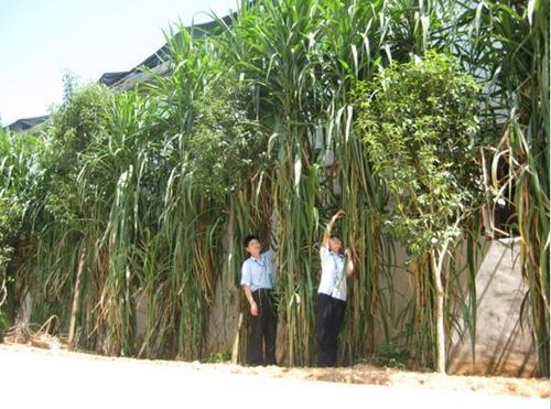 皇竹草的生長(zhǎng)環(huán)境要求，種植特點(diǎn)分析