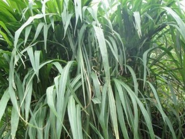 皇竹草種植經(jīng)濟(jì)效益有哪些？作用是什么？