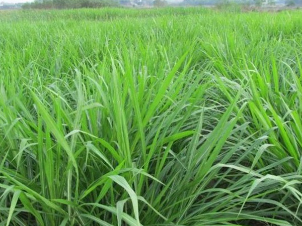 皇竹草養(yǎng)牛，種植皇竹草牧草一畝地可以養(yǎng)殖多少牛？