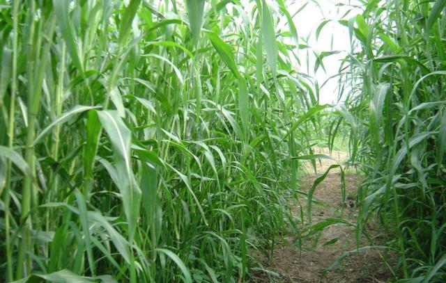 優(yōu)質(zhì)牧草——高丹草，種植高丹草種子如何高產(chǎn)？