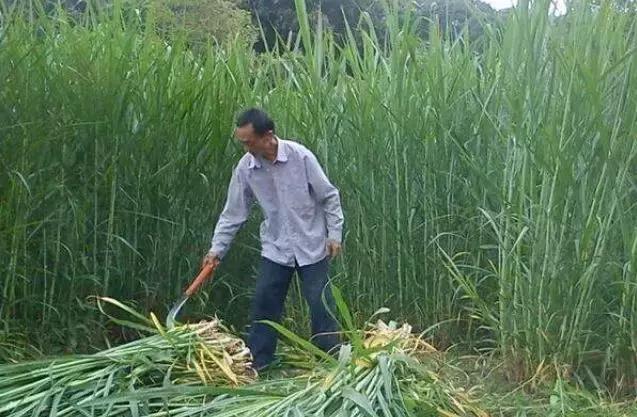 肉牛只喂象草可以嗎？有什么需要？
