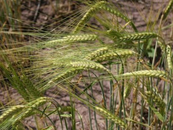 燕麥種植的生長環(huán)境是怎樣的？有什么需要注意的？