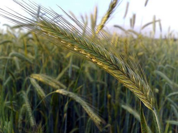 燕麥種植的生長環(huán)境是怎樣的？有什么需要注意的？